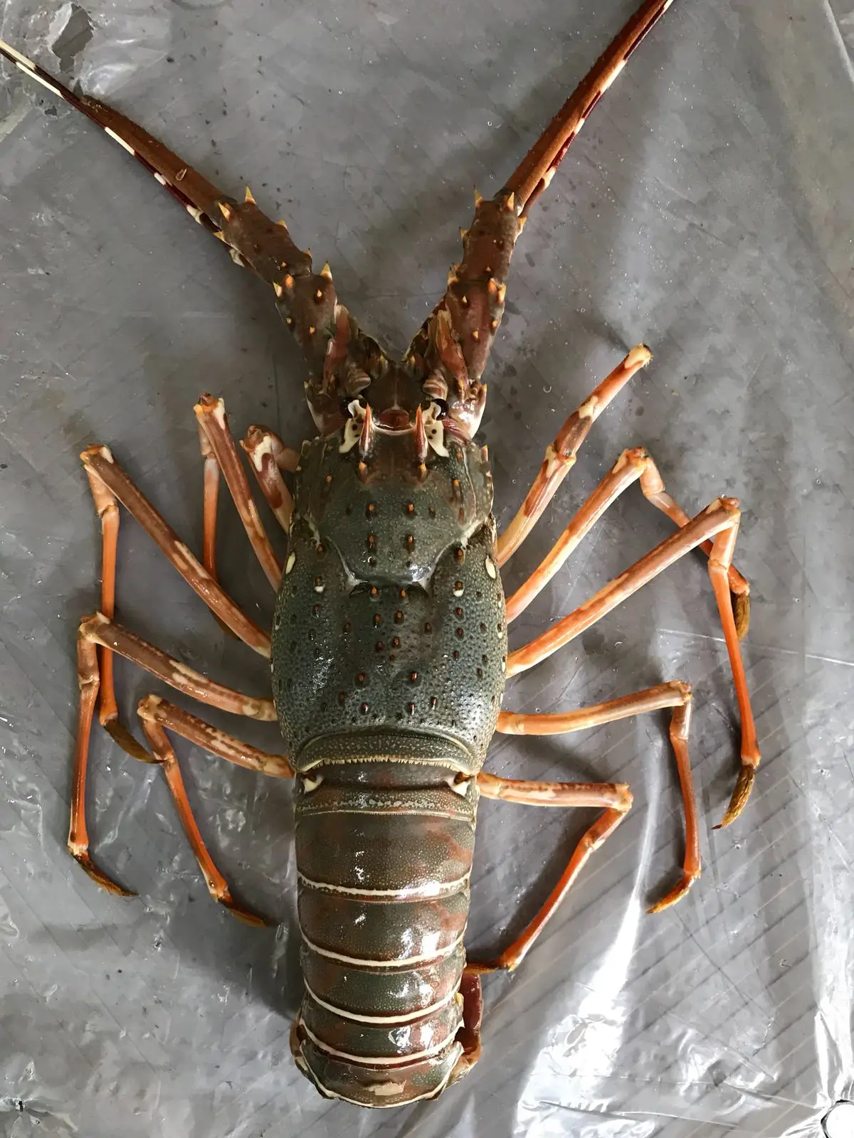 Live Lobster - Alive Bamboo Lobster For Hong Kong - Frozen - Fresh ...