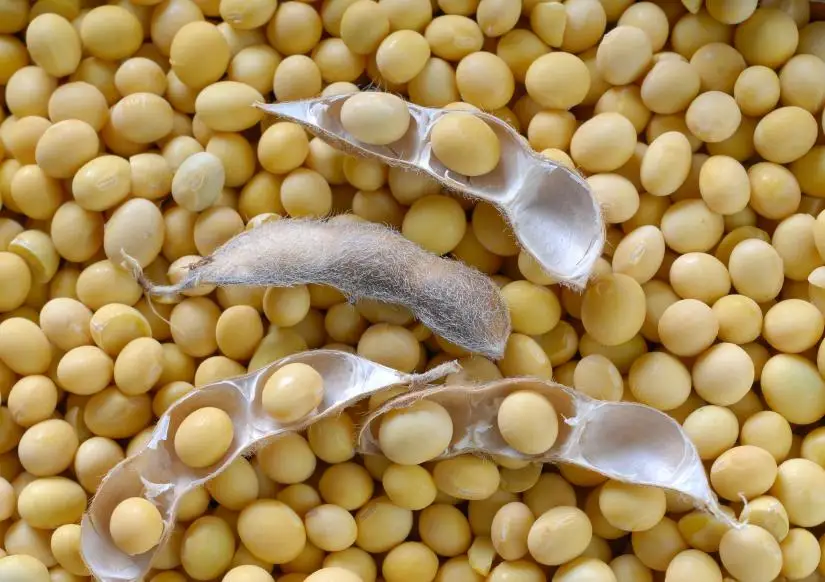 GMO and Non GMO Soyabean/Soybean for Sale