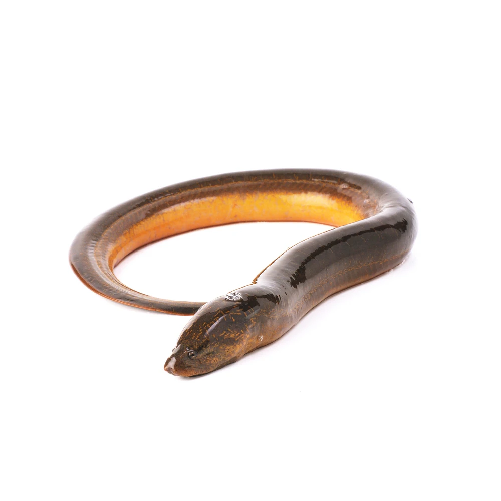 Good Quality Best Delicious Frozen Seafood Eel Brands With Good Factory