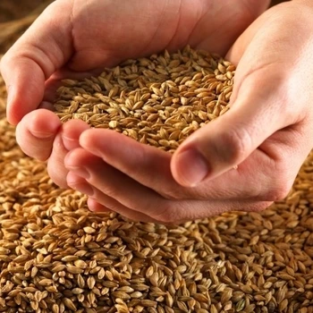 organic premium barley for malt/malted barley for sale