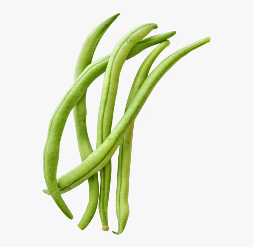 executive fresh and natural green french bean at wholesale - buy