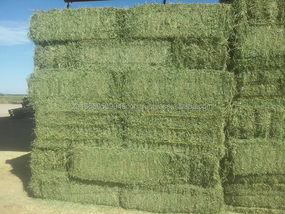AALFALFA HAY3.jpg