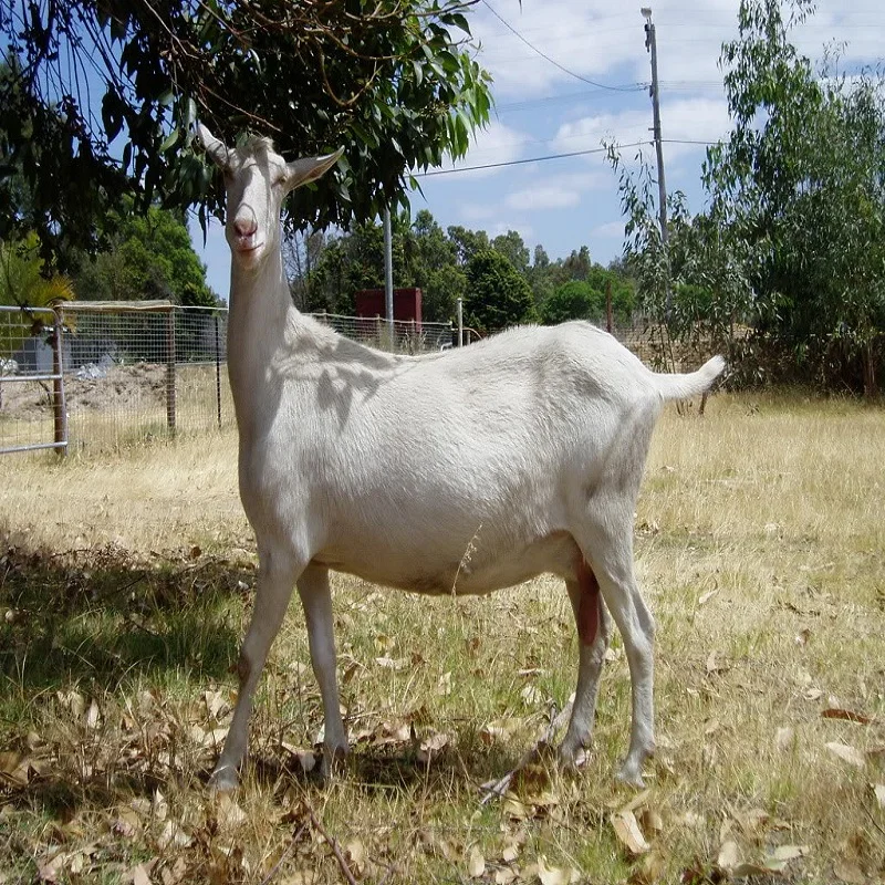 Saanen Goat 2.jpg