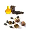 Best Refined Jatropha Oil / Crude Jatropha Oil / Jatropha Curcas Oil For Sale