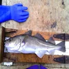 Frozen Atlantic Cod (Gadus Morhua)