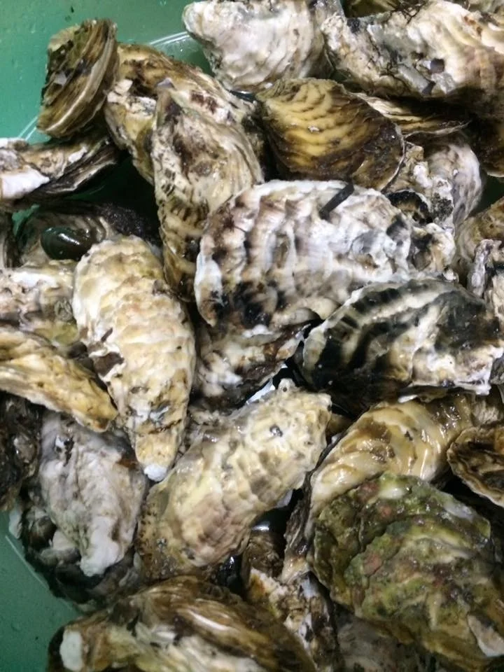 High Quality Seafood Fresh Oysters Mason Jar Packaging With 12 Months