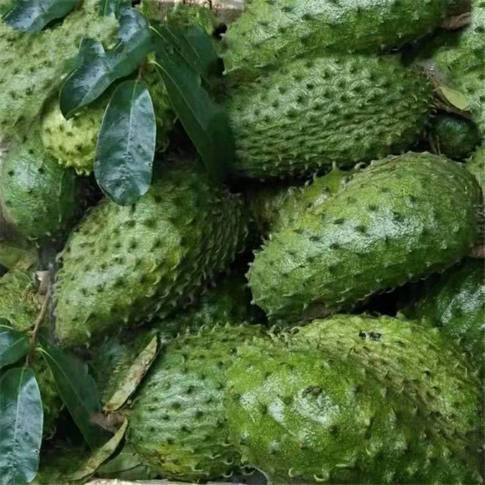 durian seed.jpg