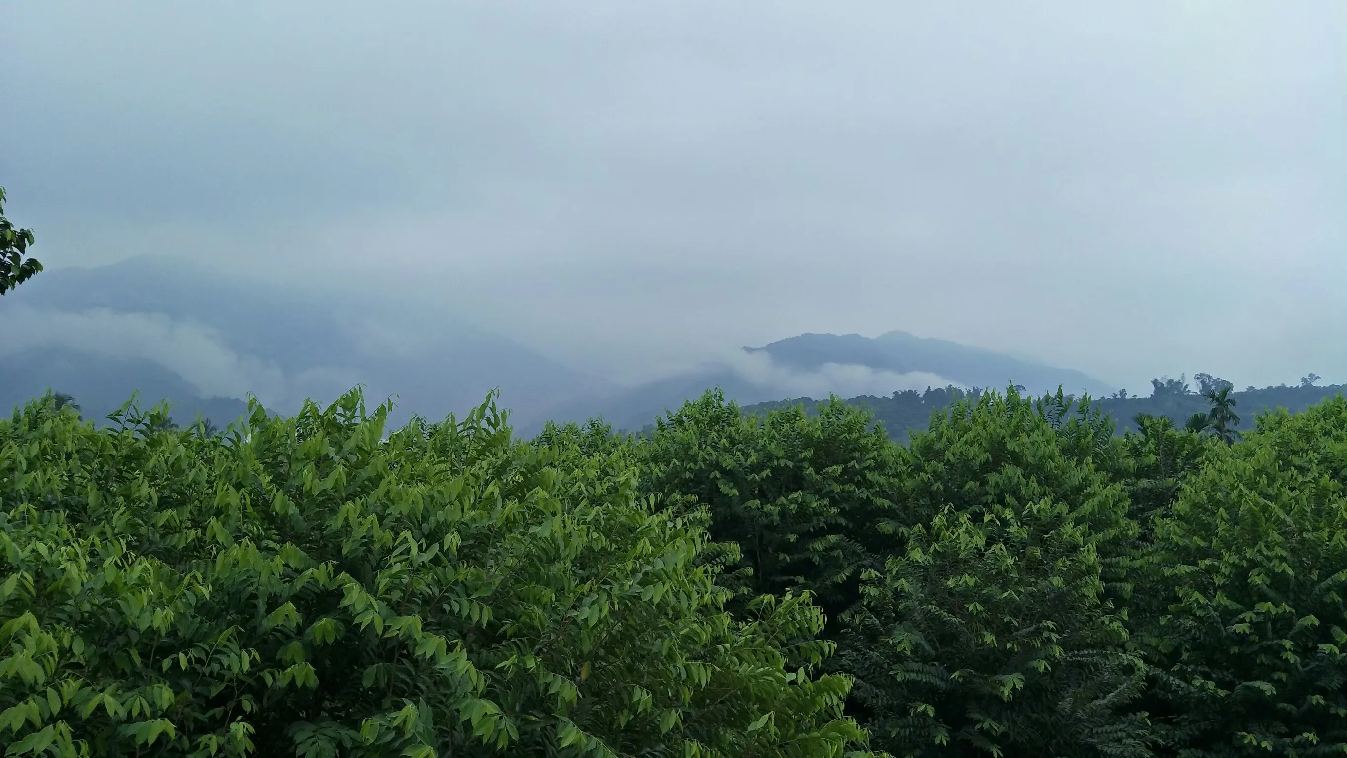 platech沉香农场 位于台湾南部的最古老的沉香农场