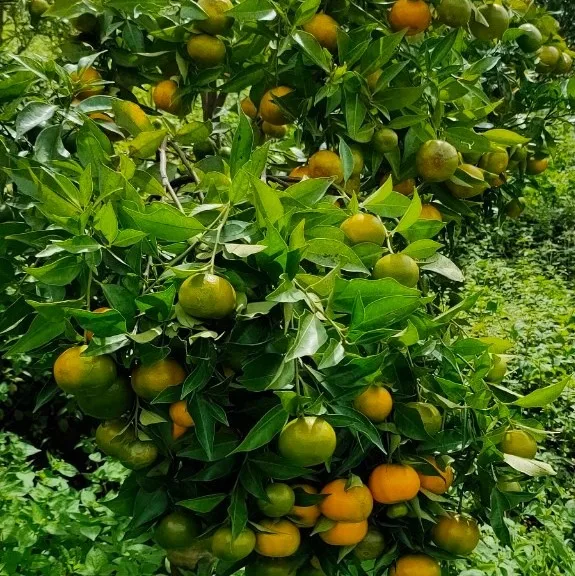 Vietnam Mandarin Orange (tangerine) Fresh Fruit Premium,High Quality