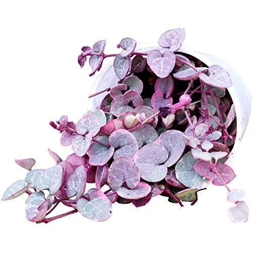 
Wholesale high quality real plants Ceropegia woodii of succulent 