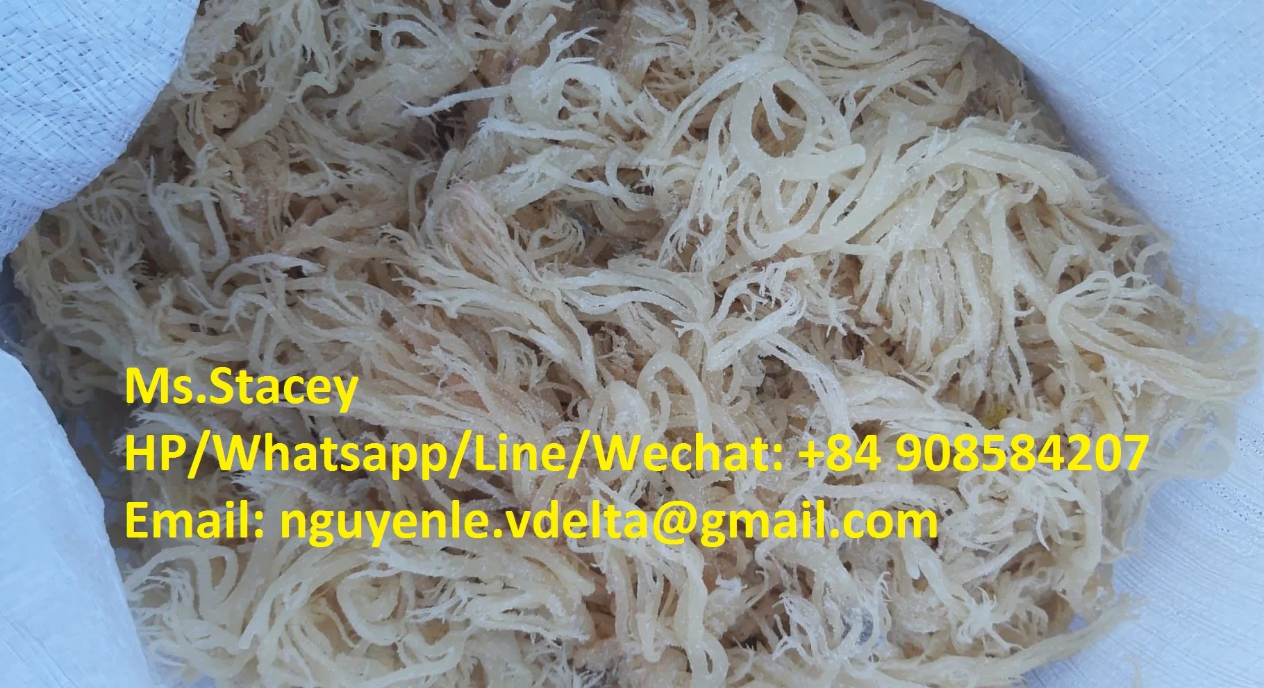 Supplier Irish Moss Sea Moss From Vietnam Buy Irish Moss