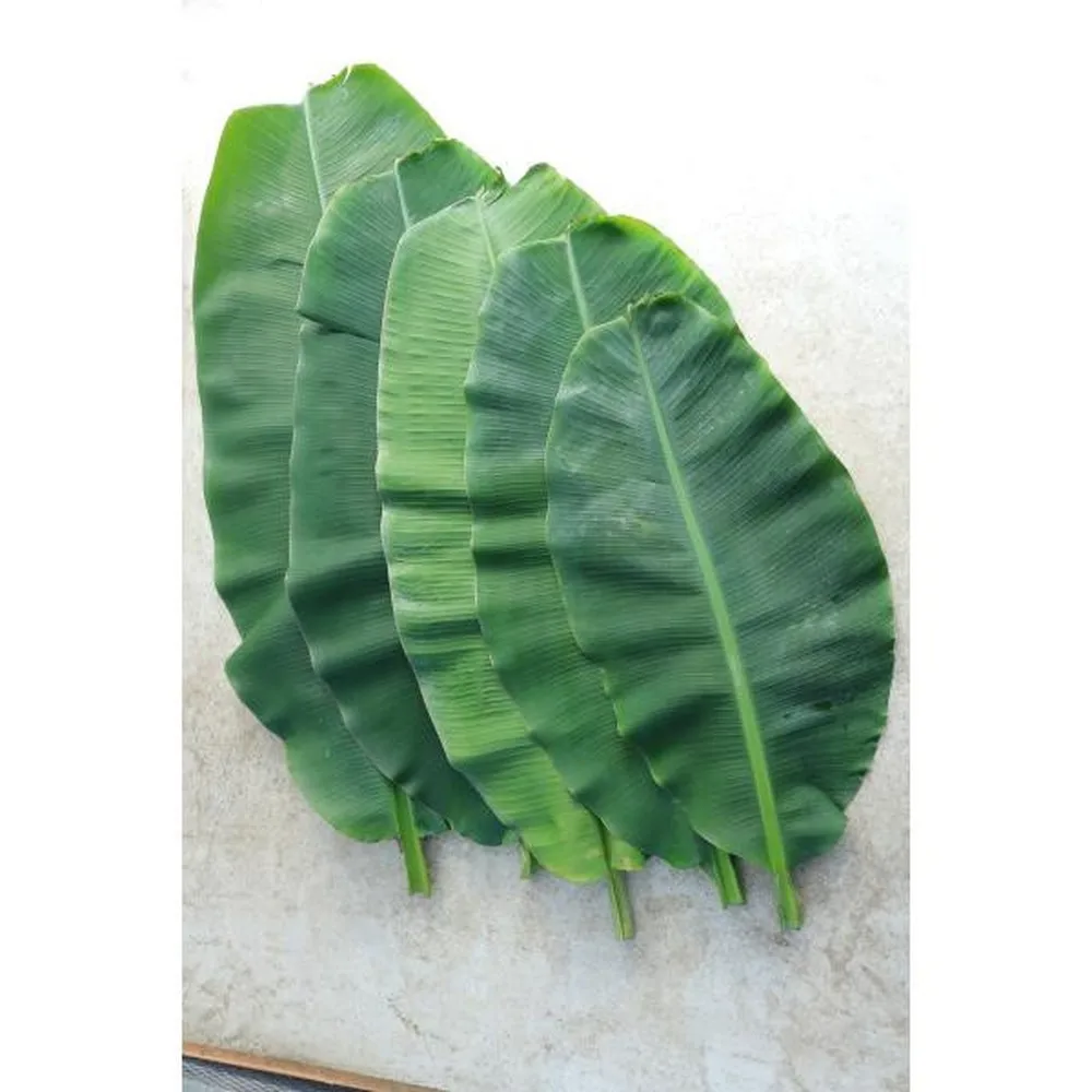 100 Natural Fresh Banana Leaves Buy Dried Banana Leaf,Natural Banana