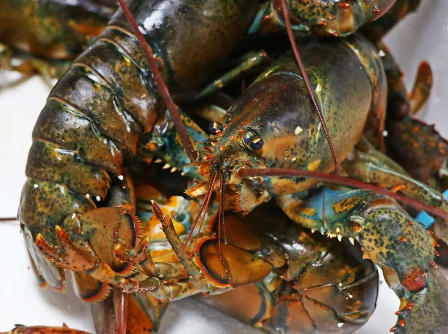 Wholesale Live Lobsters Frozen Lobster Tails / Live Lobster For Sale ...