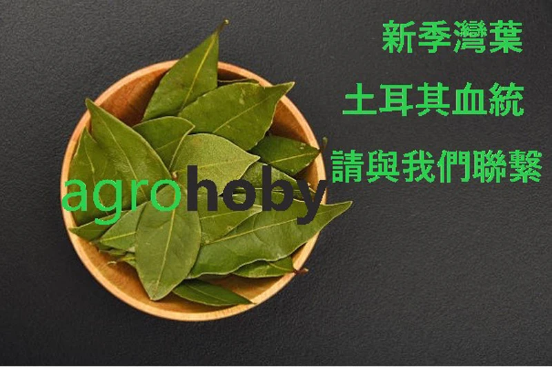 Topseller Turkish Origin Laurel Leaves,Bay Leaf ( Laurus Nobilis ) Buy Bay Leaf / Bay Leaves