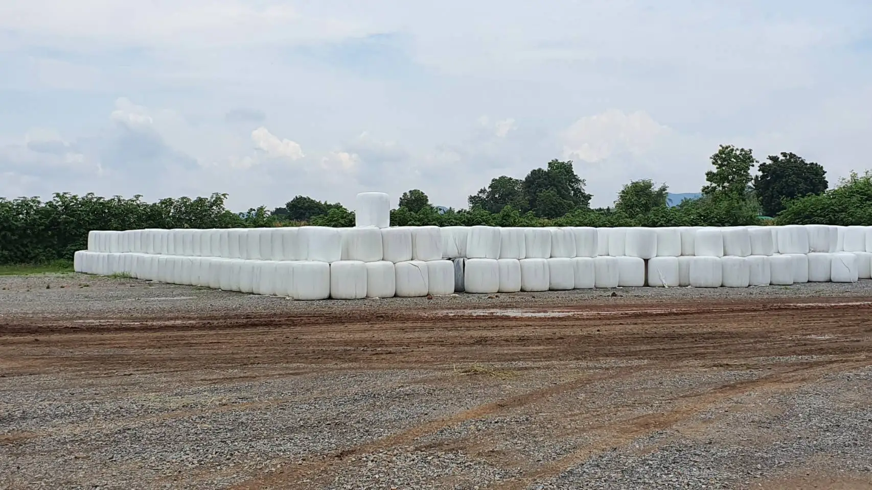 Corn Silage Buy Corn Silage For Sale,Corn Silage Round Baler,Corn