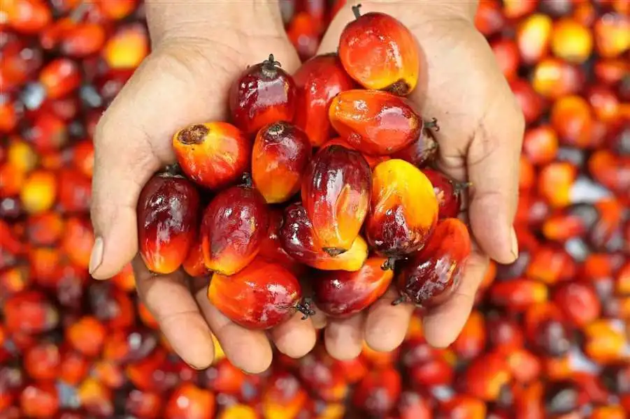 palm kernel2.jpg