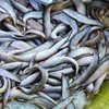 Selected Big size Eel Fish