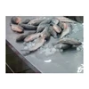 Excellent Frozen Seafood Parrot Fish for Wholesale Purchase