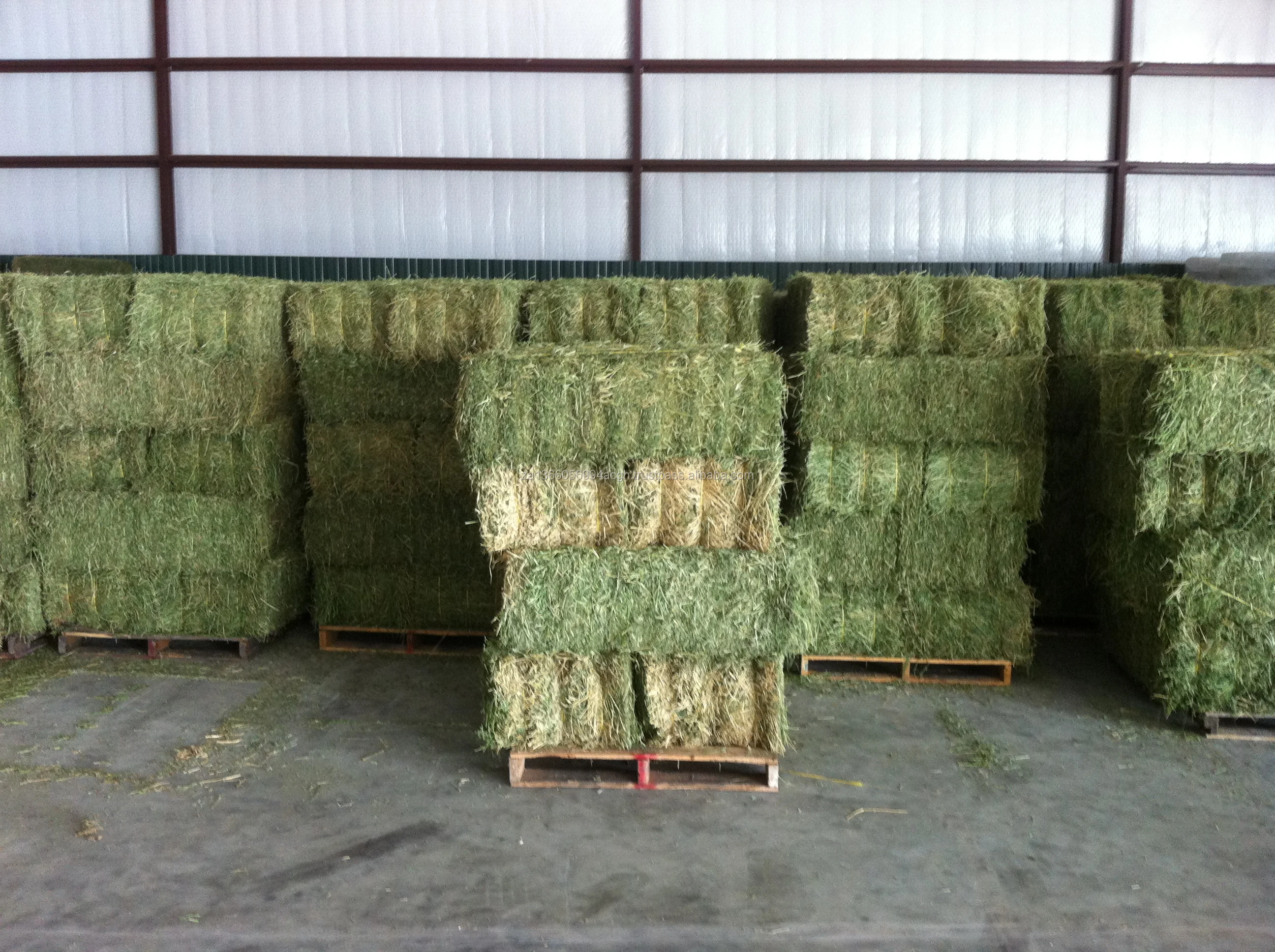 ALFALFA HAY2.jpg