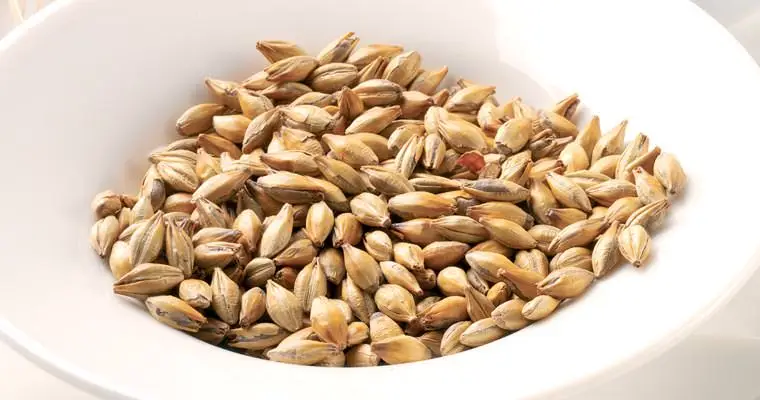 Organic Malting Barley / Whole Barley Grains