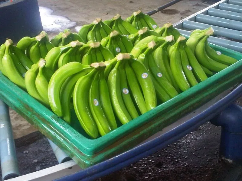 Маленькие зеленые бананы. Банан с зелёными волосами. Зеленые бананы в коробке. Бананы оптом.