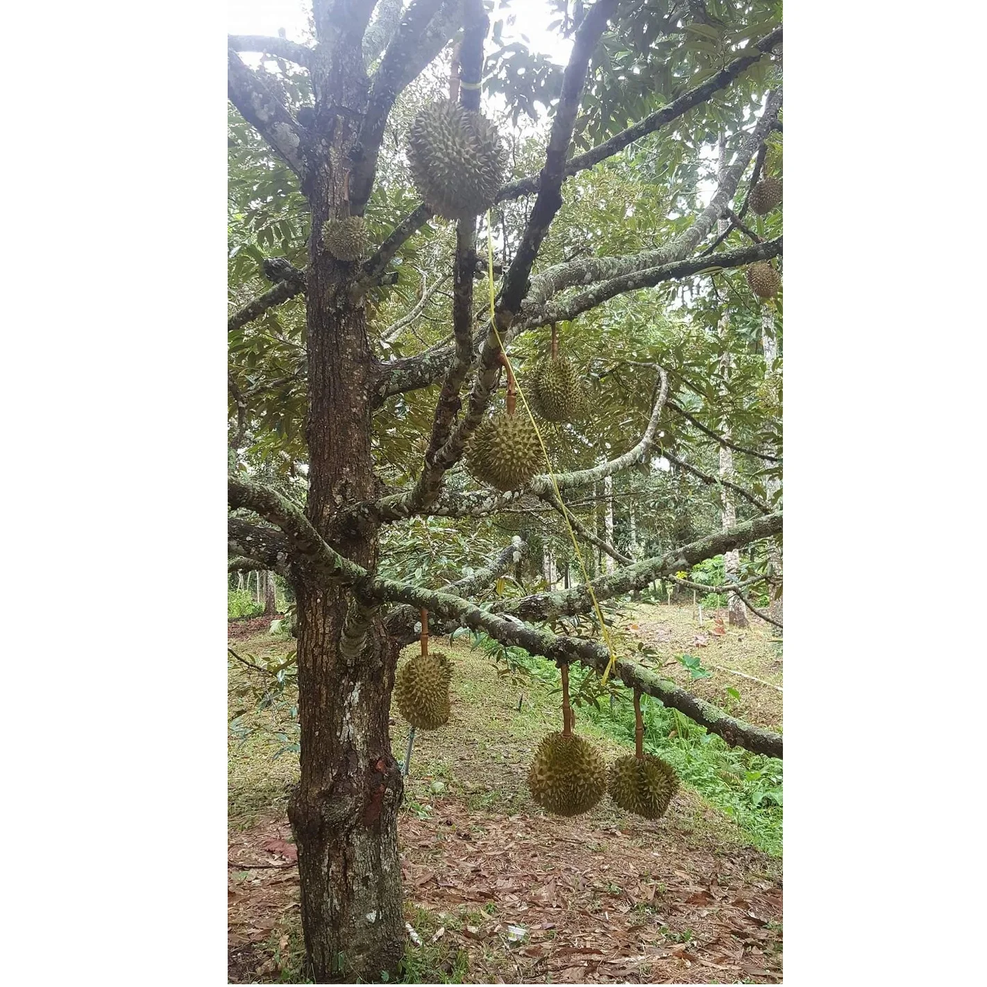 
100 % Organic Cultivation Sweet Monthong Fresh Durian fruit With Weight 2 - 4 kgs and Size 20 - 30 cm 