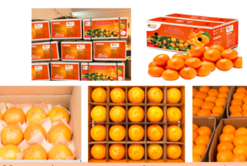 Fresh Mandarin Oranges (kinnow Sargodha) Sweet And Juicy With Best Pricing