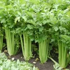 Celery Leaves