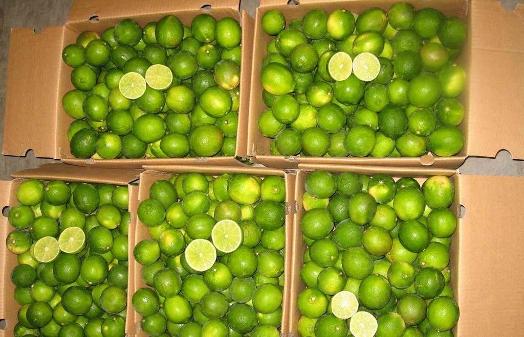 Fresh Seedless Lime 2022 Newest Crop 100 Organic Seedless Lime