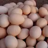 Add To Compare Similar Products Contact Supplier Leave Messages Top Grade Farm Fresh Chicken Table Eggs Brown and White Chicken