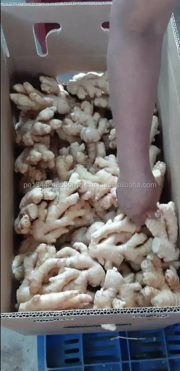 Fresh Ginger foto 1.jpg