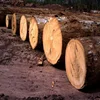 Ayous logs :Best Offer High Quality Ayous Wood Logs