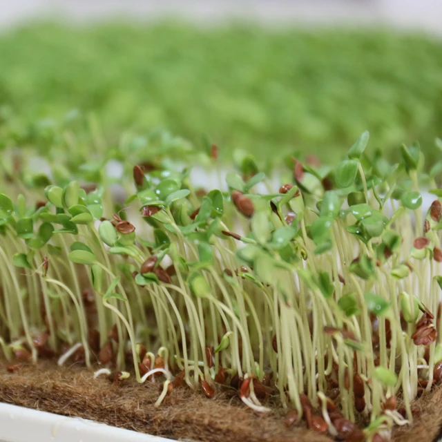 Coconut Coir Grow Mats Coco Fiber Sheets For Microgreen