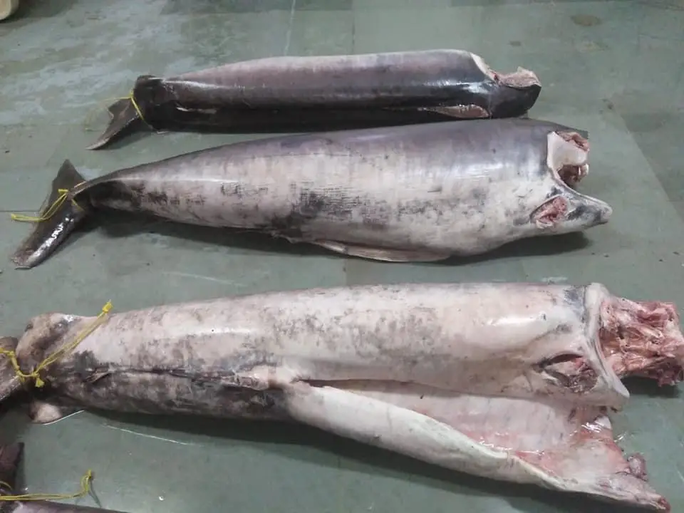 Frozen Sword Fish Headless Gutted From India,Sword Fish Size 70 Kg Up