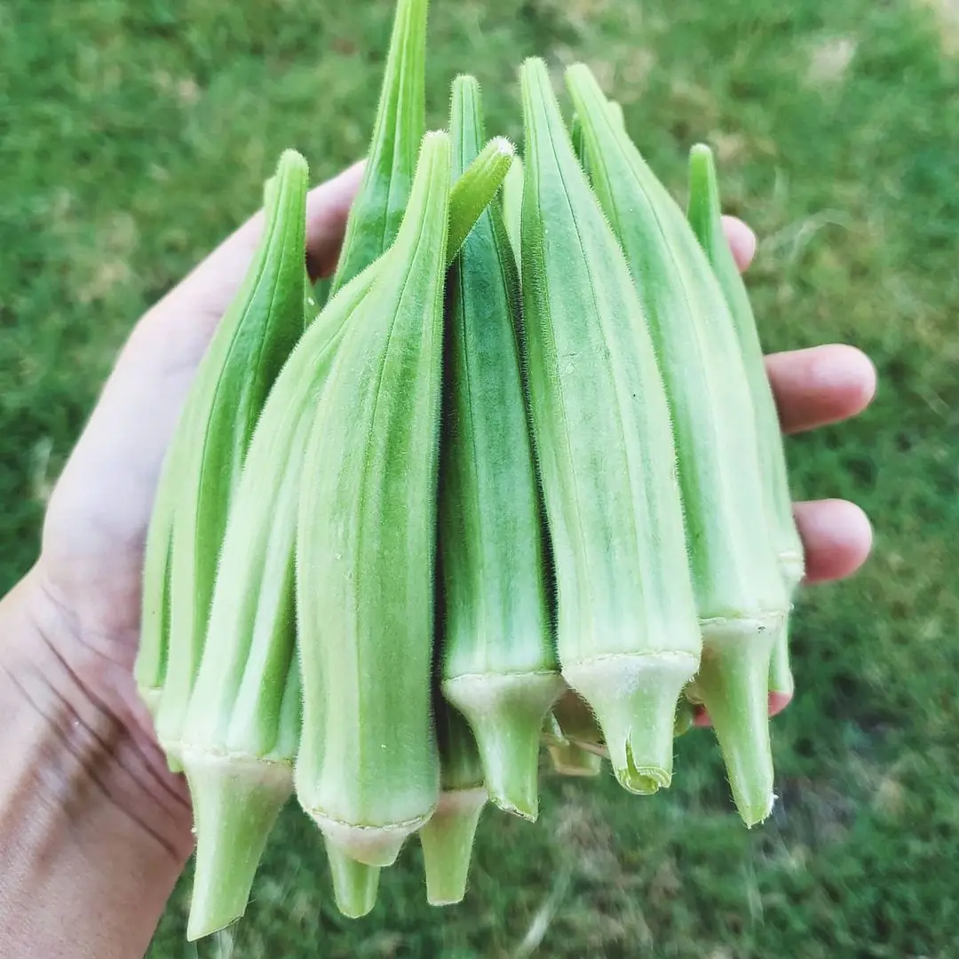 Excellent Young Fresh Okra Buy Okra Seeds,Fresh Okra For Sale,Dried Okra Powder Product on
