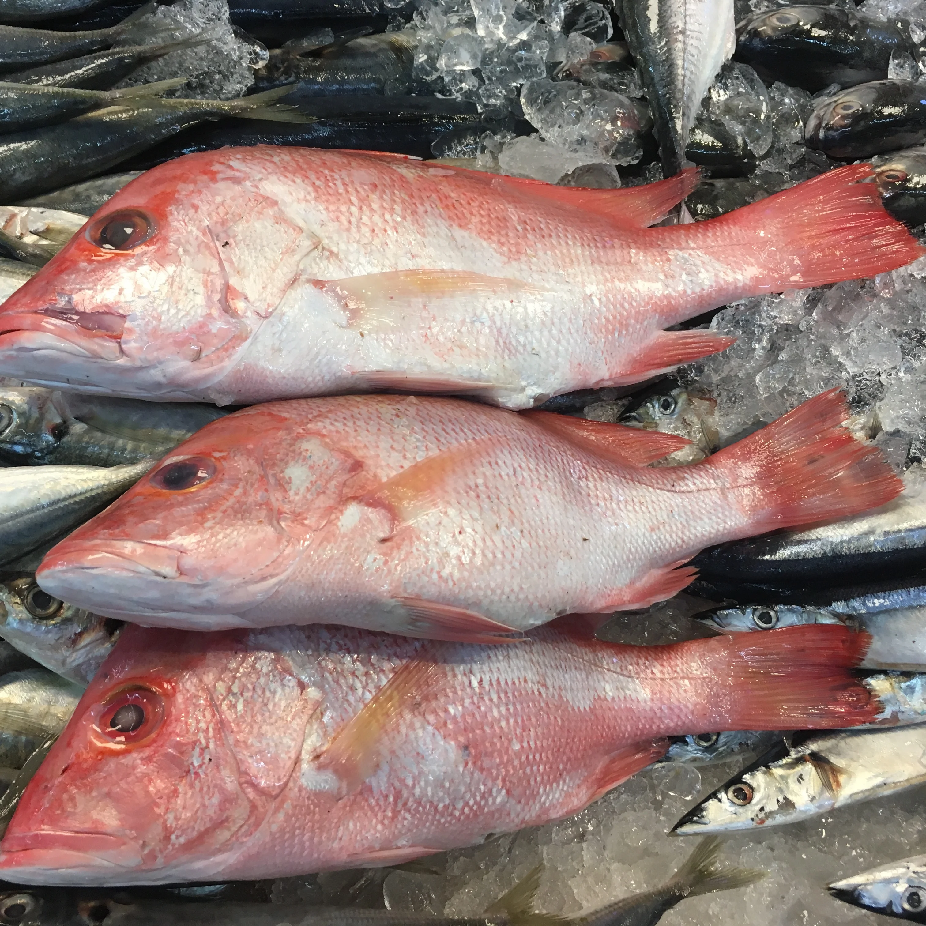 dried tilapia fish scales (raw material or demineralized) to