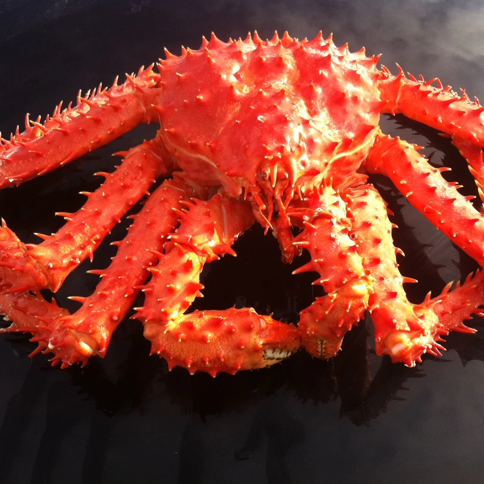 Frozen King Crab,Live Whole King Crabs,King Crab Legs For Good Price