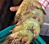 Wild Prawns/Chilled Seafood/Sea Tiger Shrimps!
