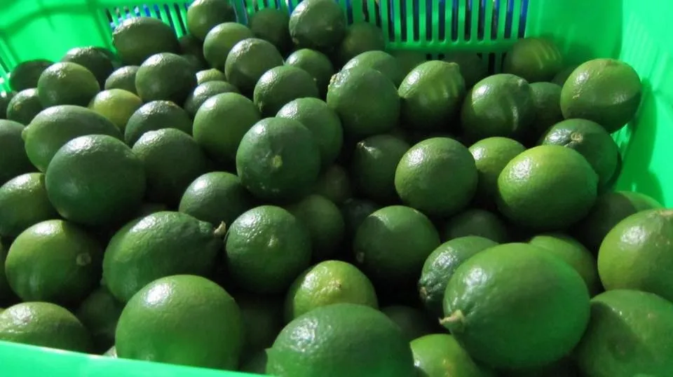 salt pickled limes/lemon good for health made in vietnam