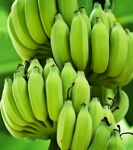 
FRESH THAI BANANAS ORGANIC 