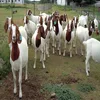 Saanen Goats, Live Boer Goats. Awassi Sheep, Cattle, Lambs good price