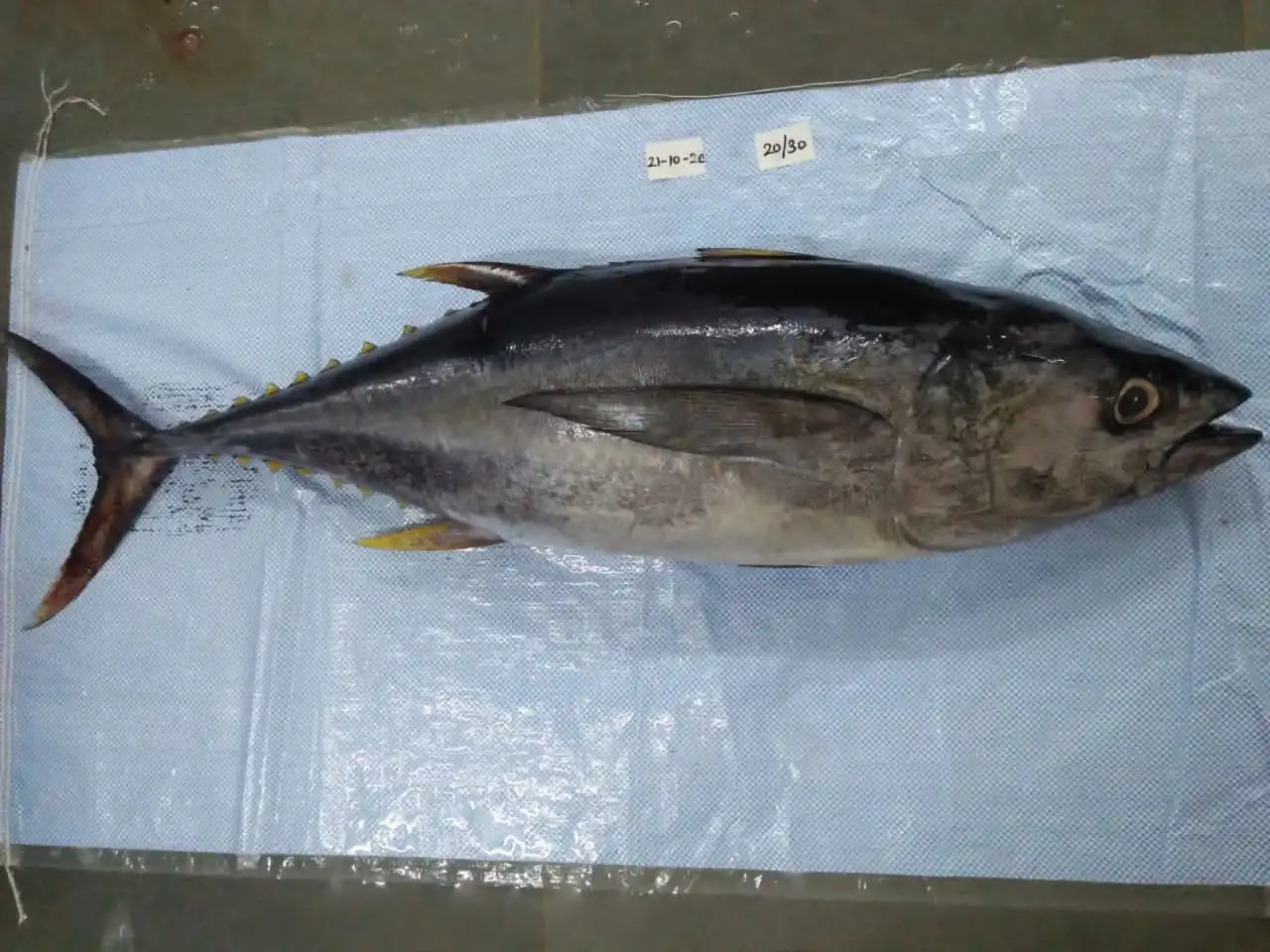 yellow fin tuna 7.jpg