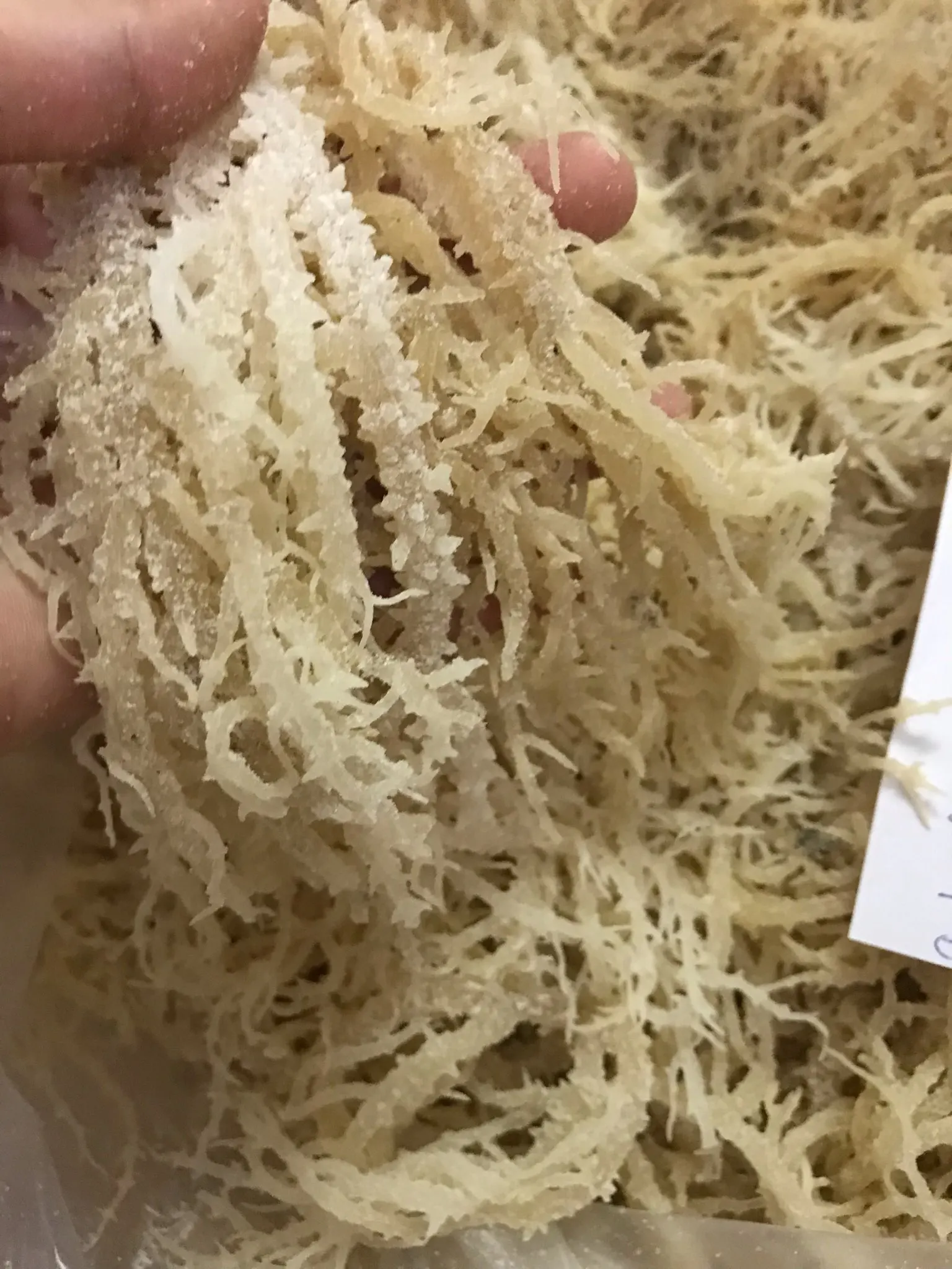 麒麟菜 cottonii/海苔 whatsapp: 0084 815570479