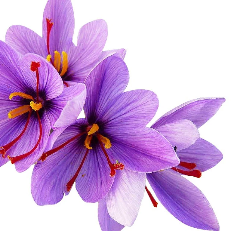 Saffron Flower For Cosmetic Use Best Quality Buy Saffron Flower Dried Saffron Flowers Saffron Flower For Cosmetic Use Product On Alibaba Com