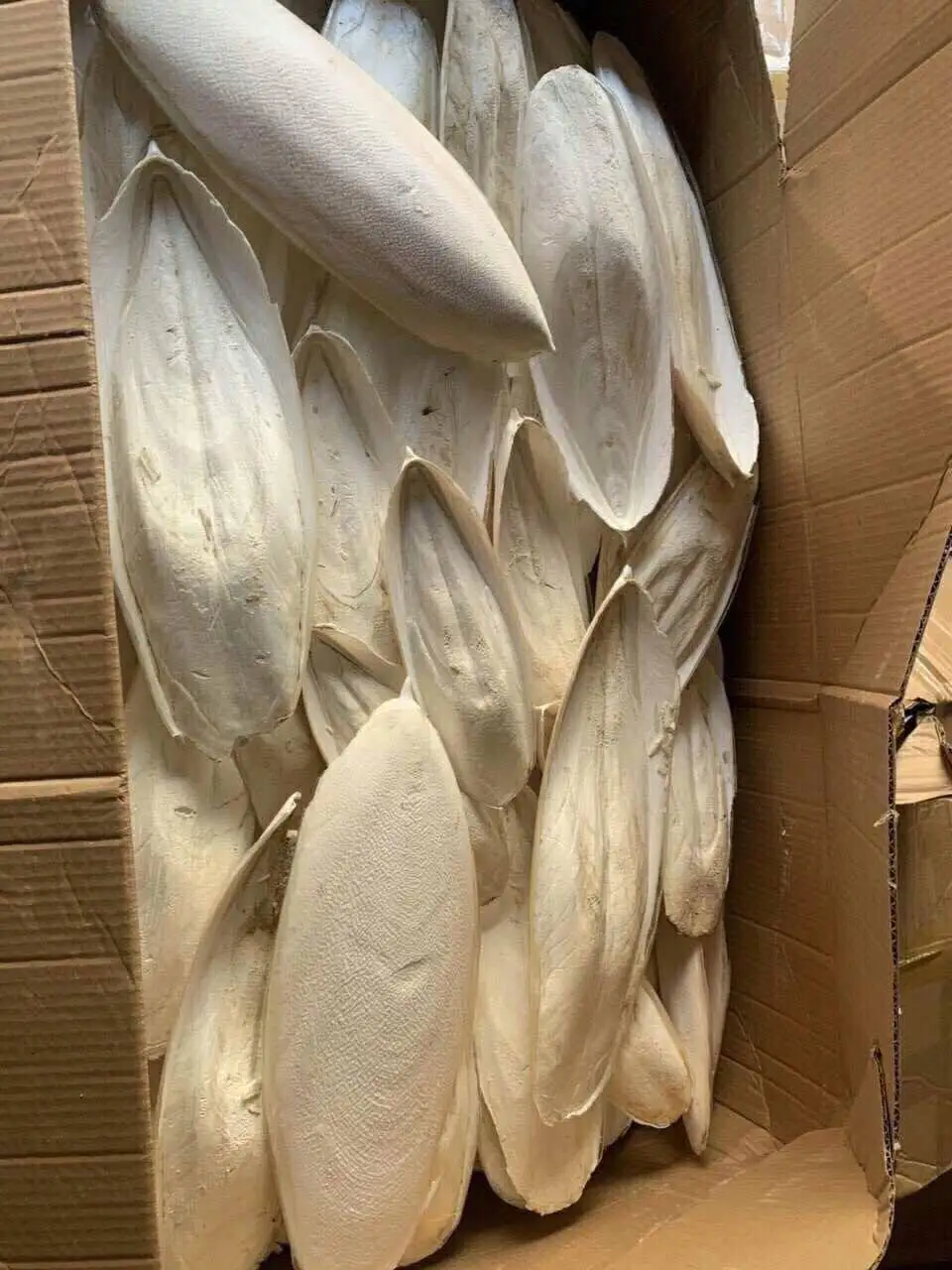 10 Huesos De Sepia Natural 9-12 Cm - Suplemento De Calcio Para Aves, Reptiles, Tortugas Y Caracoles