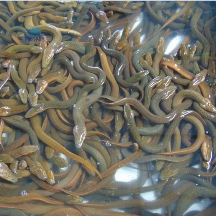 Good Quality Asian Eel Fish / Live Eel - Buy Live Eel,Live Eels Sale