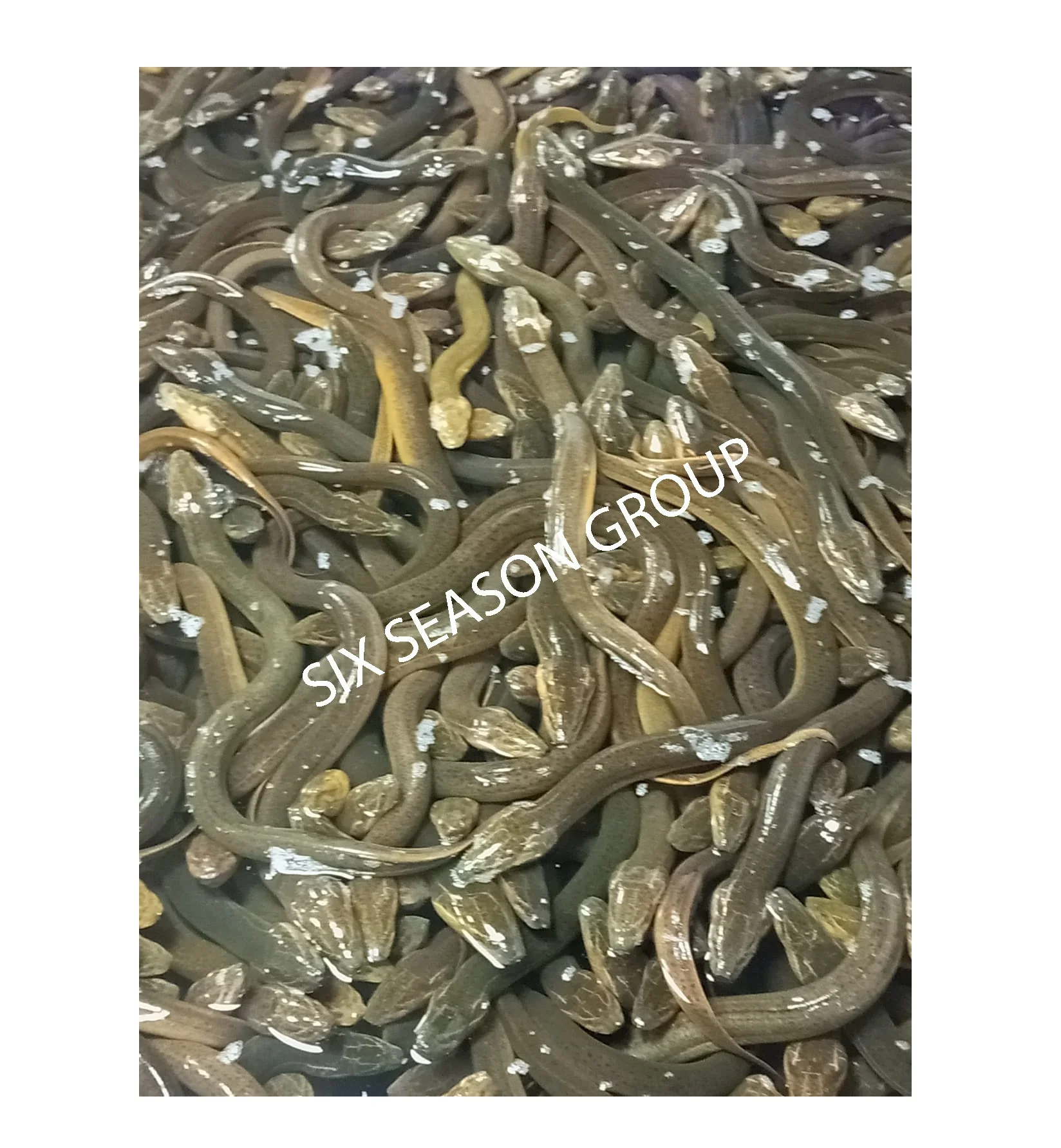 Fish Kosher Bulk Style Piece Packaging Weight Eel Shelf Origin Echo