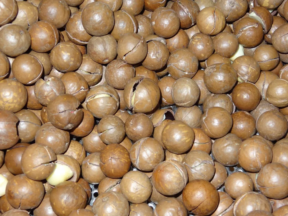 macadamia nuts7.jpg