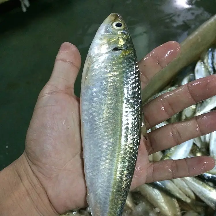 Sardine Fish,,.jpg