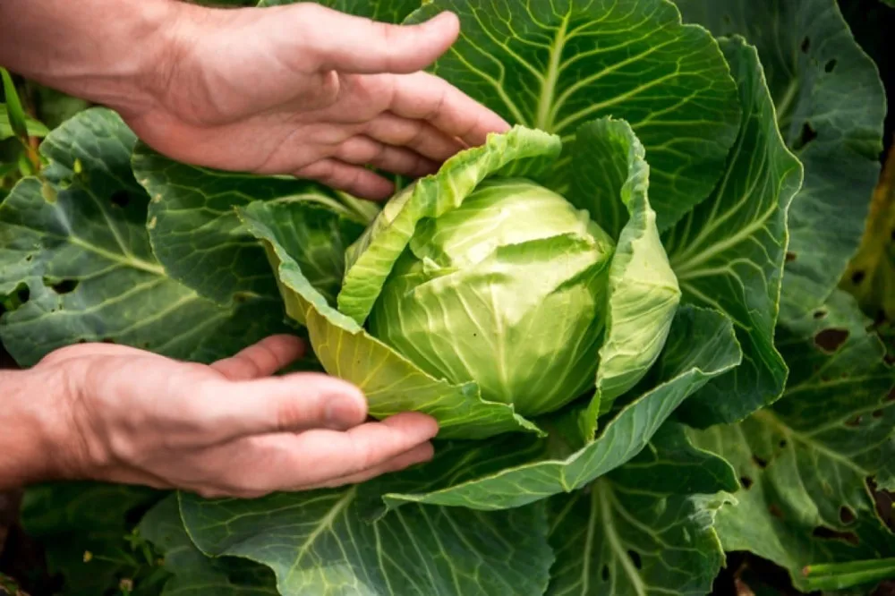 fresh cabbages from vietnam- high-quality whole-sale - great